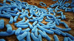 Bactérie E-coli: 3 ans ferme requis contre les fournisseurs de steaks hachés contaminés